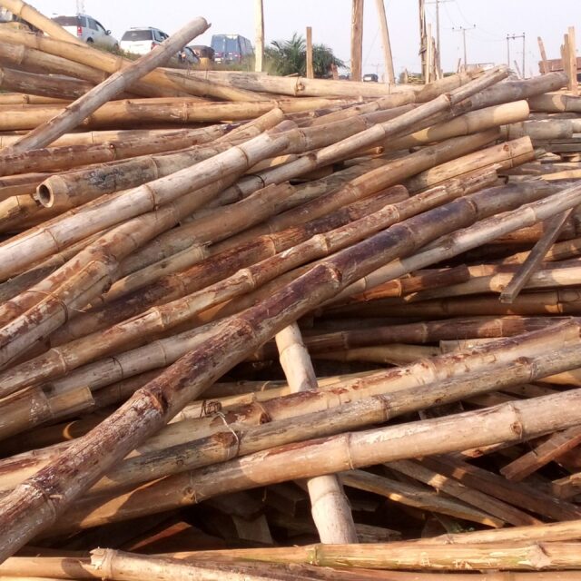 Bamboo tree for sale @ ikorodu