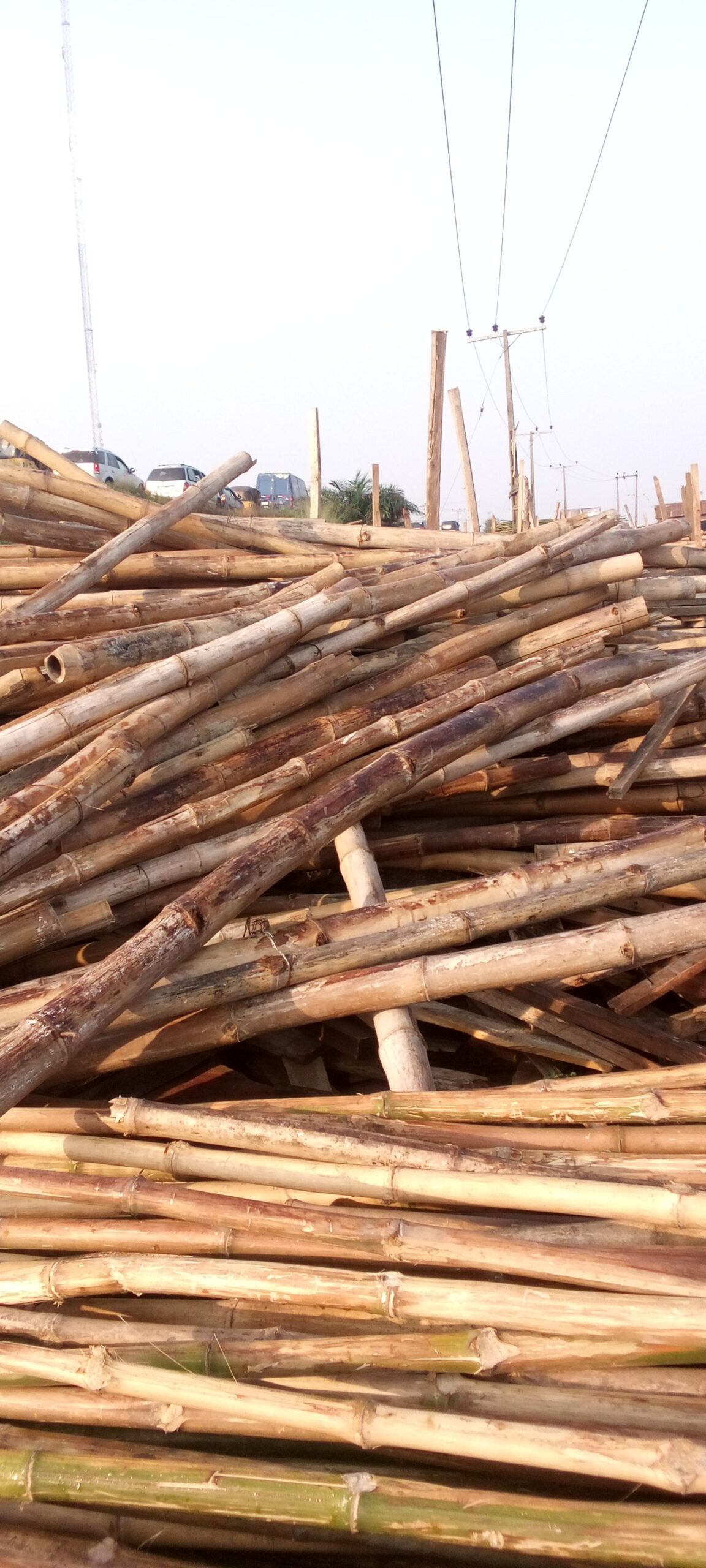 Bamboo tree for sale @ ikorodu