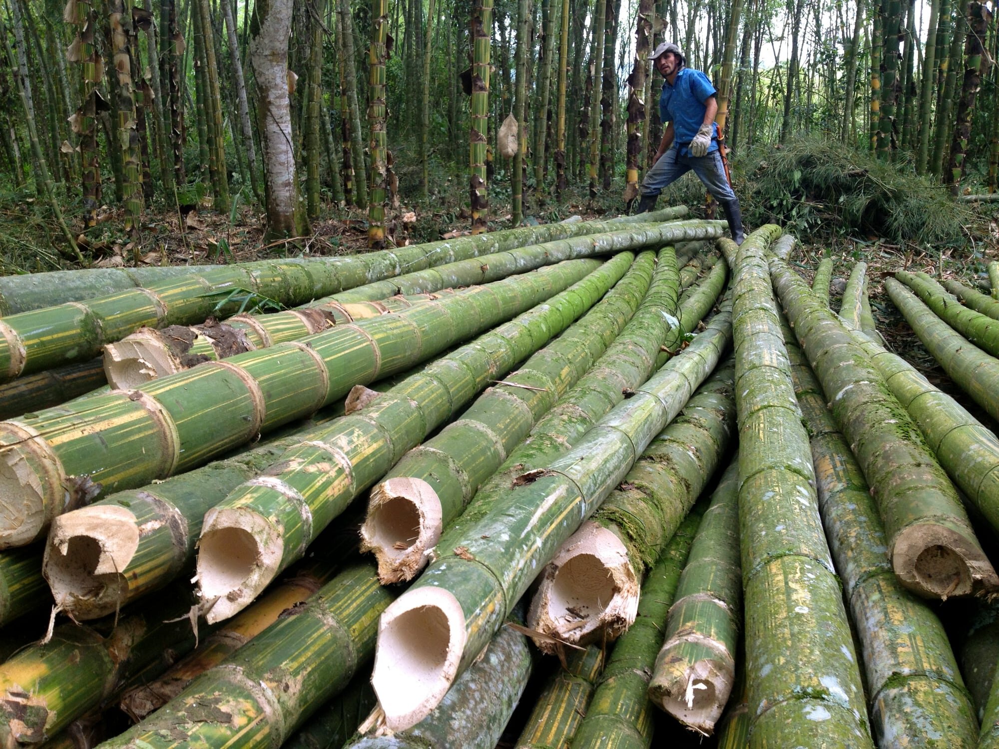 Strong Bamboo for Construction For Sell at Ikorodu